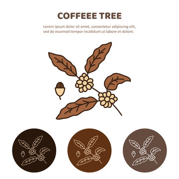 Coffee plant with leaf, berry, coffee bean. Line icon.