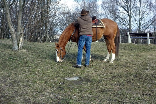 pferde auf dem schreckenberg