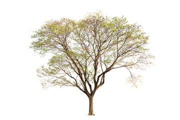 Obraz premium Rain tree nature isolate on white background