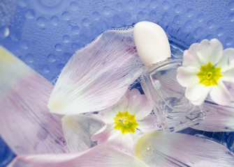 Close up of primrose flowers and petals floating in bowl of water with bottle of perfume. Spa theme