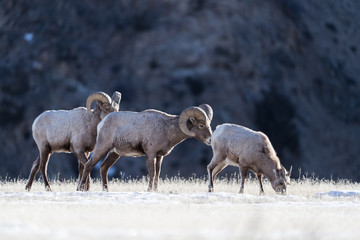 Bighorn sheep