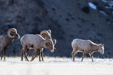Naklejka premium Bighorn sheep