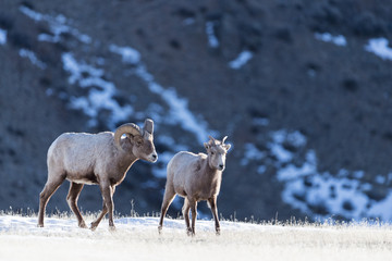 Naklejka premium Bighorn sheep