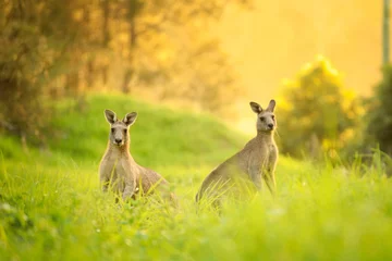 Abwaschbare Fototapete Känguru Kängurus bei Sonnenuntergang