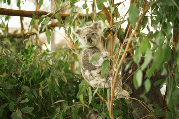 Australischer Koala im Freien in einem Eukalyptusbaum.