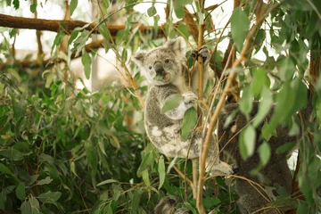 Fotobehang Koala Australische koala buiten in een eucalyptusboom.