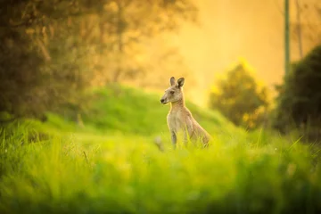 Deurstickers Kangoeroe Kangoeroes bij zonsondergang