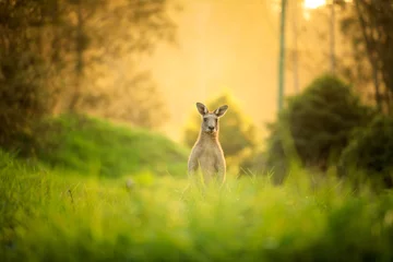 Zelfklevend Fotobehang Kangoeroe Kangaroos at sunset