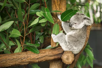 Papier Peint photo Autocollant Koala Koala australien à l& 39 extérieur dans un arbre d& 39 eucalyptus.