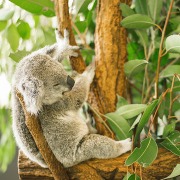 Australian koala outdoors in a eucalyptus tree.