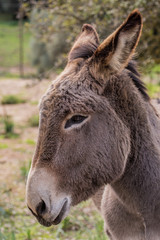 Donkeys