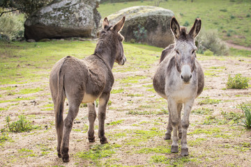 Donkeys