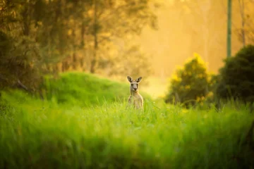 Photo sur Plexiglas Kangourou Kangourous au coucher du soleil, se cachant dans l& 39 herbe