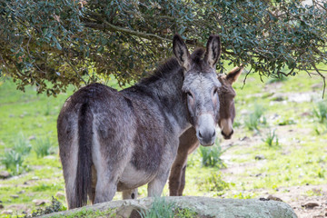 Fototapeta premium Donkey