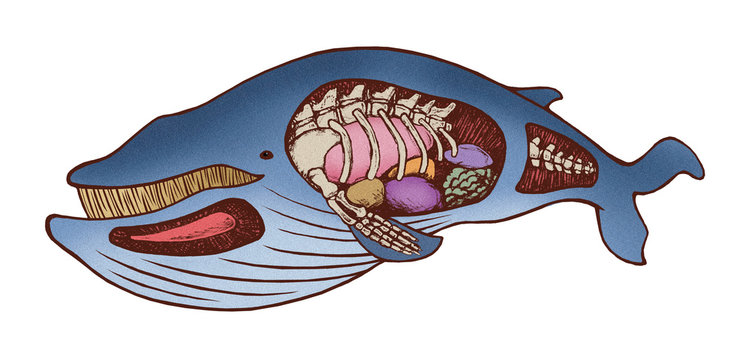 鯨イラスト和風 Images – Browse 2 Stock Photos, Vectors, and
