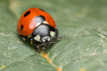 Ladybug