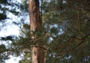 Pine needles