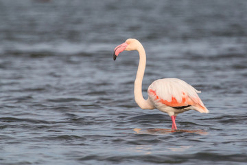 Flamingos