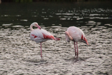 Flamingos