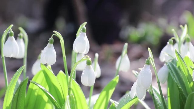 White blooming snowdrop folded or Galanthus plicatus with water drops in light breeze. Low angle. Sunshine. Sunrise.