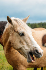 Portrait of a happy horse smiling