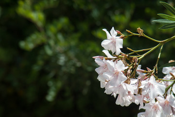 White oleander
