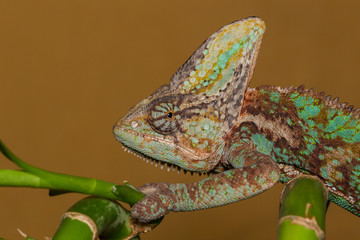 Veilde chameleon - Chamaeleo calyptratus
