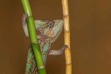 Veilde chameleon - Chamaeleo calyptratus
