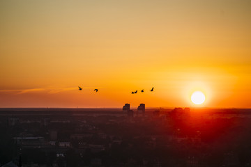 Naklejka na ściany i meble Birds flying over city in sunset