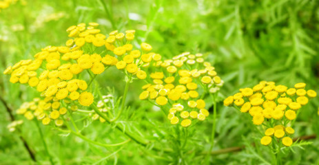 Summer tansy yellow