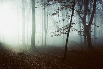 Spooky light in misty forest