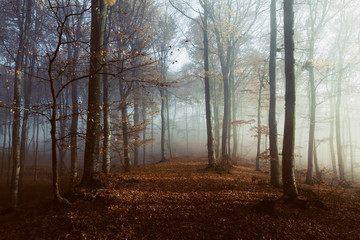 Spooky light in misty forest