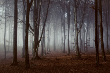 Naklejka premium Spooky light in misty forest
