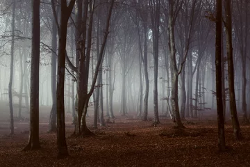 Selbstklebende Fototapeten Gespenstisches Licht im nebligen Wald © bonciutoma