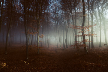 Gespenstisches Licht im nebligen Wald