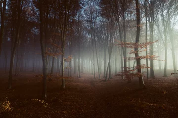 Zelfklevend Fotobehang Griezelig licht in mistig bos © bonciutoma