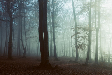 Fototapeta premium Straszne światło w mglistym lesie