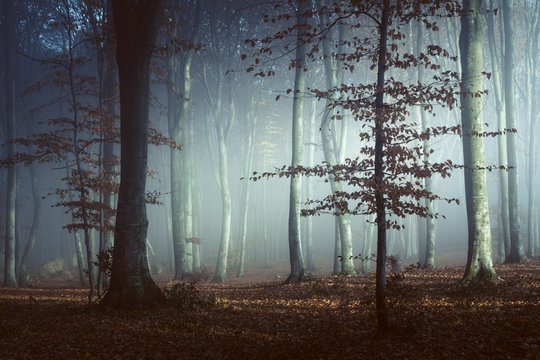 Fototapeta Spooky light in misty forest