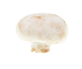 White mushrooms champignons