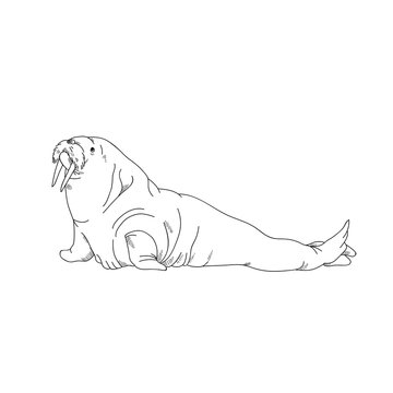 Aquatic Animals Walrus Drawing Illustration