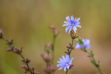 Common chikory or Cichorium intybus