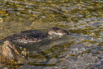 Cormorant fishing
