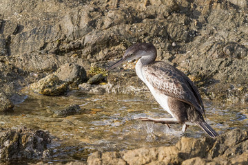 Cormorant fishing