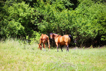 Naklejka na ściany i meble beautiful brown horses grassing on a green meadow.