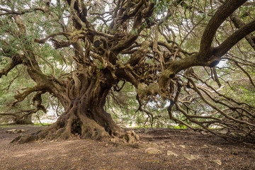 Fototapeta na wymiar Millenary olive trees