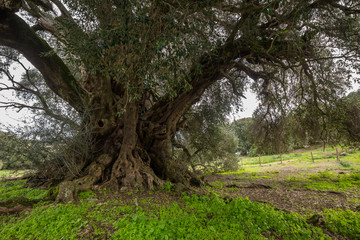 Millenary olive trees