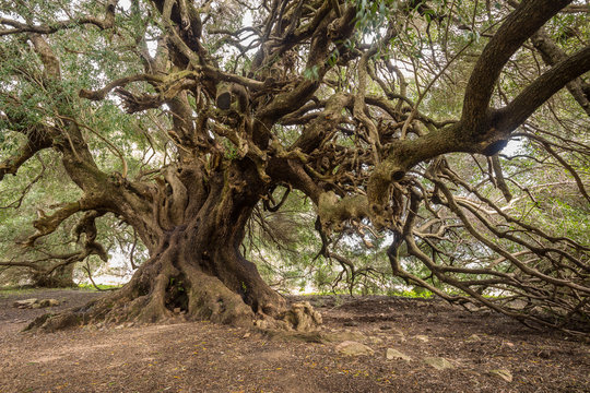 Millenary olive trees