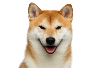 Portrait of Happy Shiba inu Dog on Isolated White Background, Front view