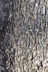 Tree bark poplar on nature
