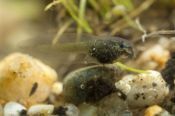 Tadpole